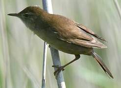 Savi's Warbler