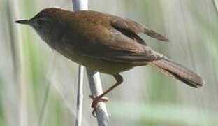 Savi's Warbler