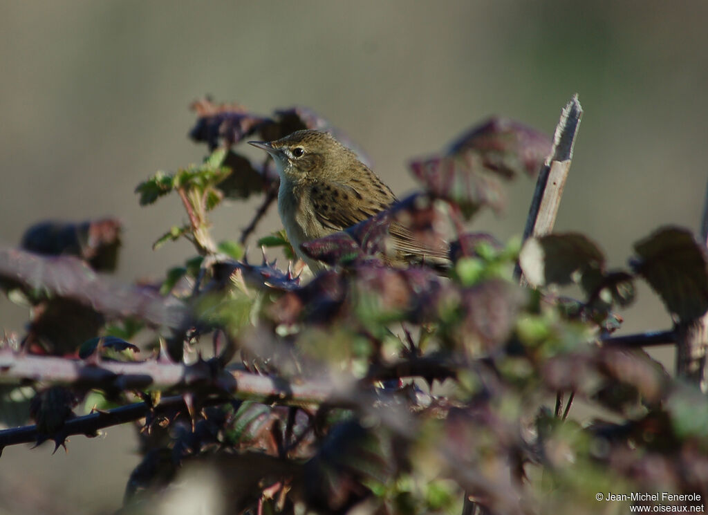 Common Grasshopper Warbler