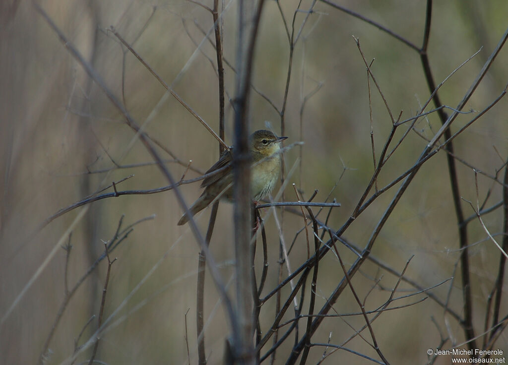 Common Grasshopper Warbler