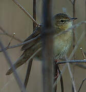 Common Grasshopper Warbler