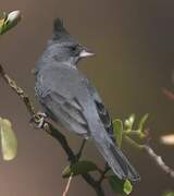 Grey-crested Finch