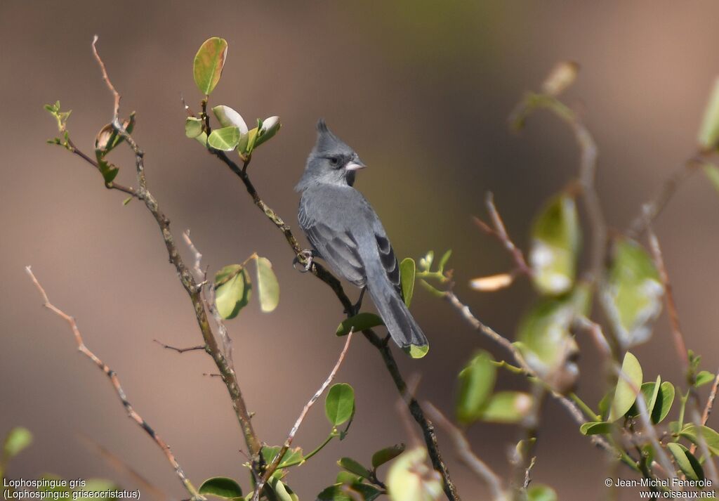 Grey-crested Finch