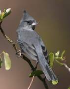 Grey-crested Finch