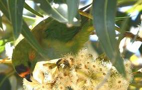 Purple-crowned Lorikeet