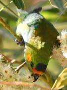 Purple-crowned Lorikeet