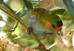 Purple-crowned Lorikeet