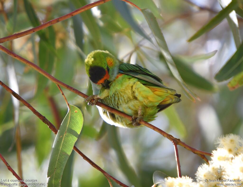 Purple-crowned Lorikeet