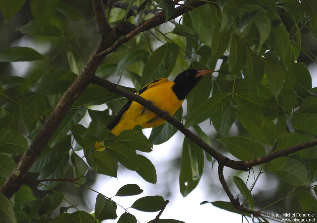 Black-hooded Oriole