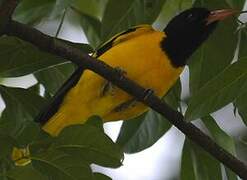 Black-hooded Oriole