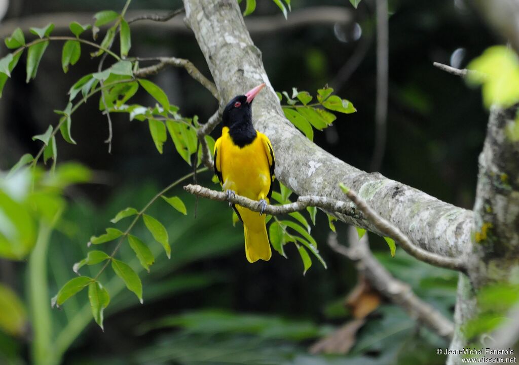 Black-hooded Oriole