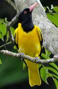 Black-hooded Oriole