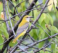 Eurasian Golden Oriole