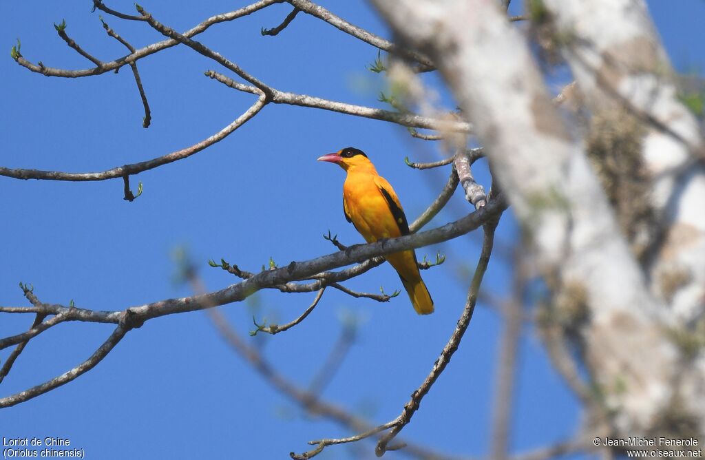 Black-naped Oriole