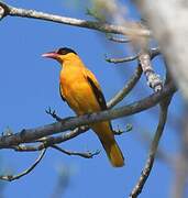 Black-naped Oriole