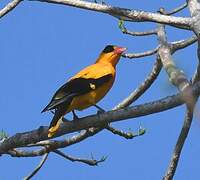 Black-naped Oriole