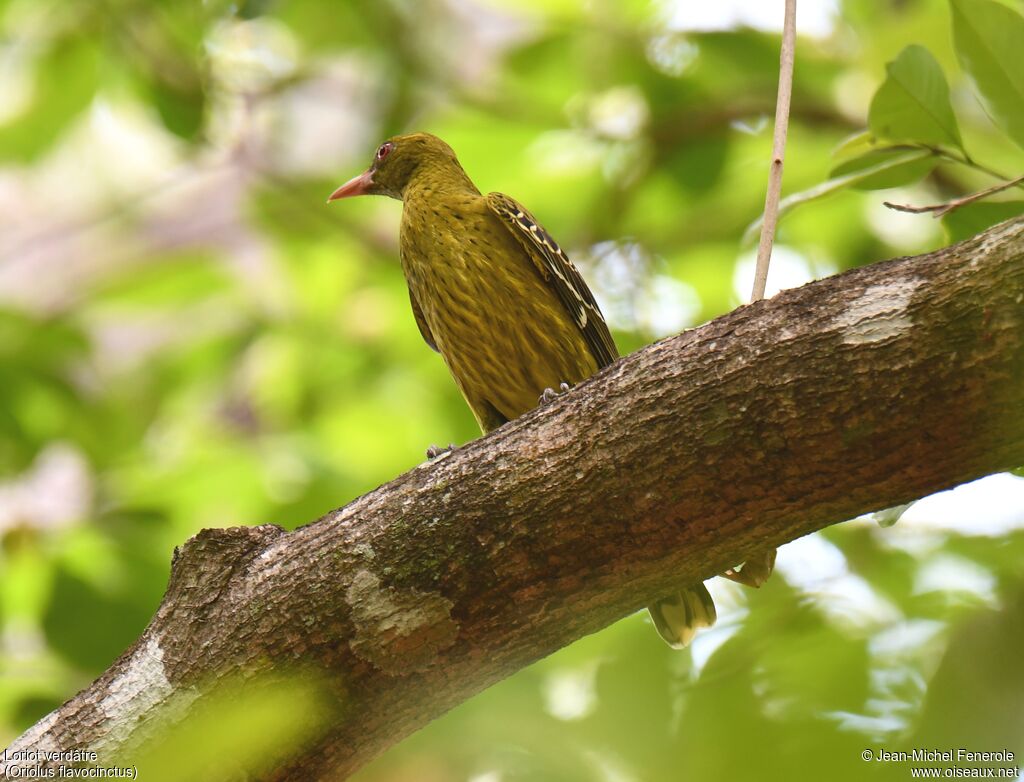 Green Oriole