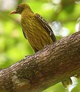 Green Oriole