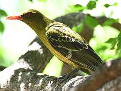 Green Oriole