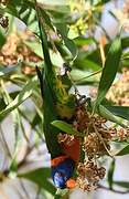 Red-collared Lorikeet