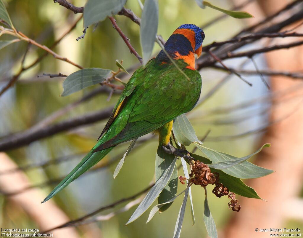 Red-collared Lorikeet