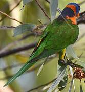 Red-collared Lorikeet