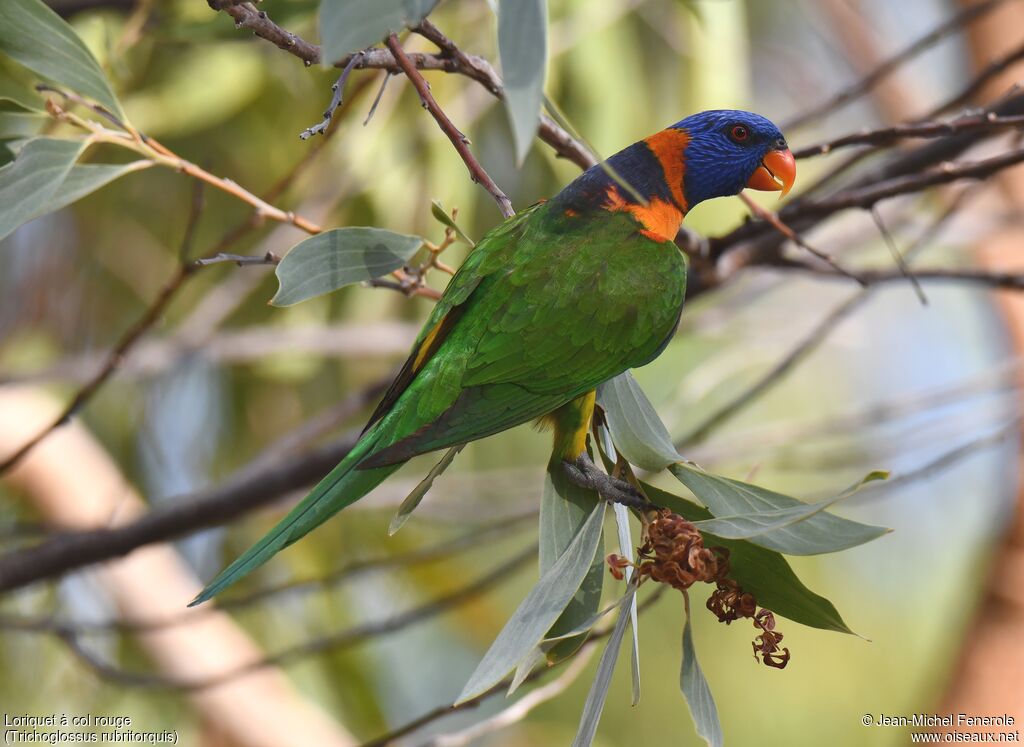 Red-collared Lorikeet