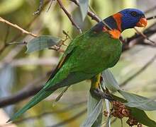 Red-collared Lorikeet