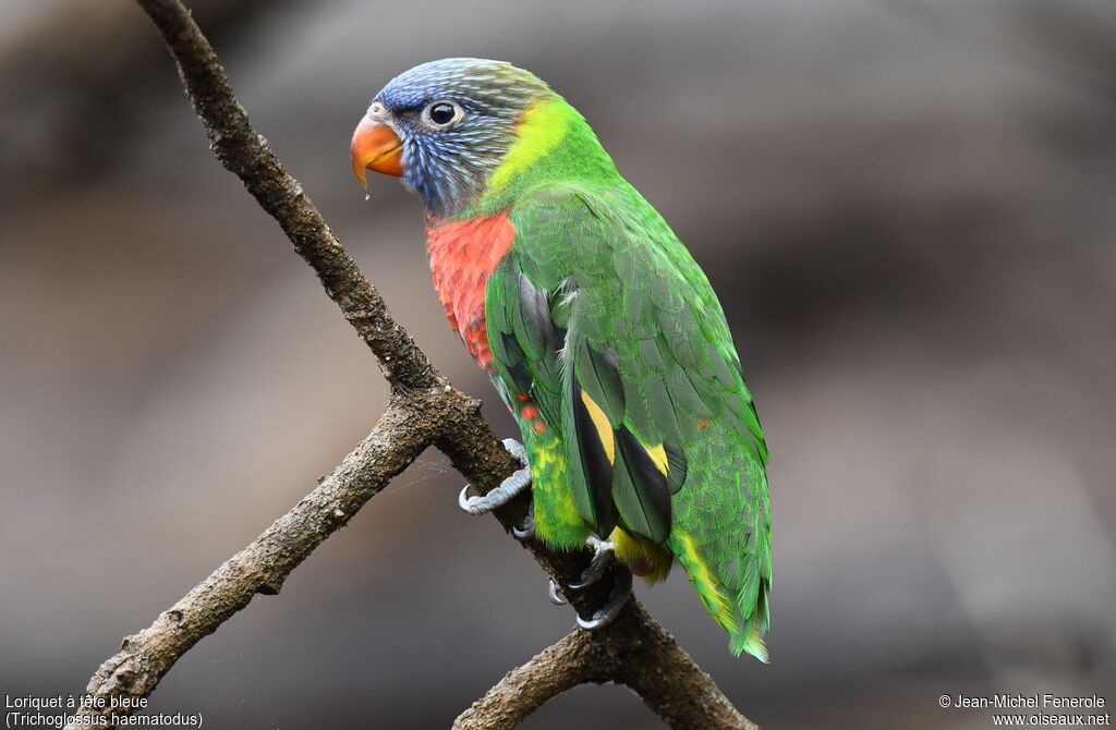 Loriquet à tête bleuejuvénile