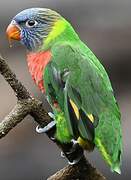 Coconut Lorikeet