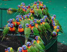 Rainbow Lorikeet