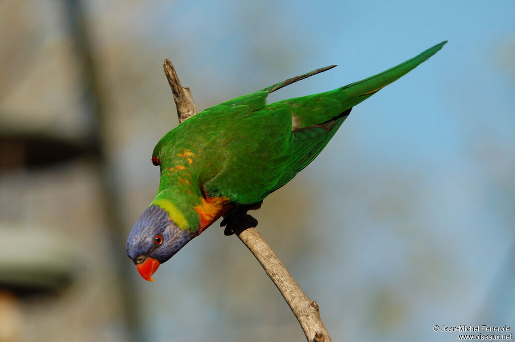 Rainbow Lorikeet