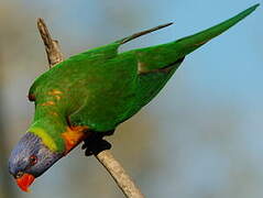 Rainbow Lorikeet