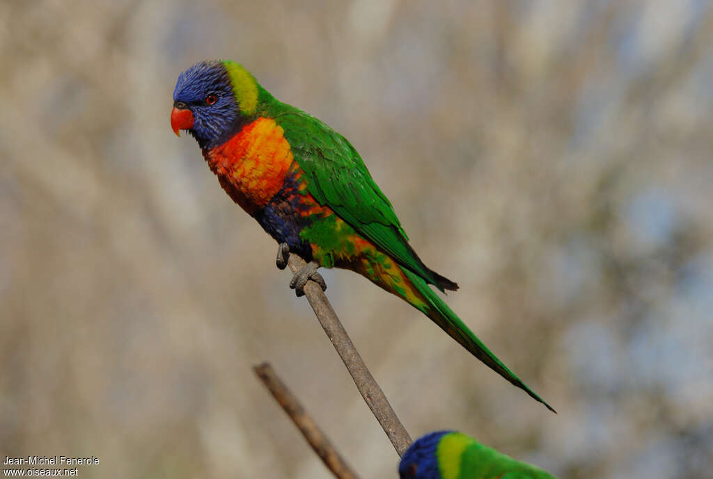 Loriquet de Swainson, identification