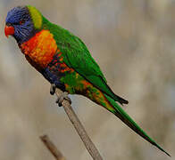 Rainbow Lorikeet