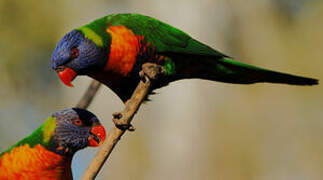 Rainbow Lorikeet