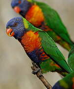 Rainbow Lorikeet