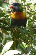 Rainbow Lorikeet