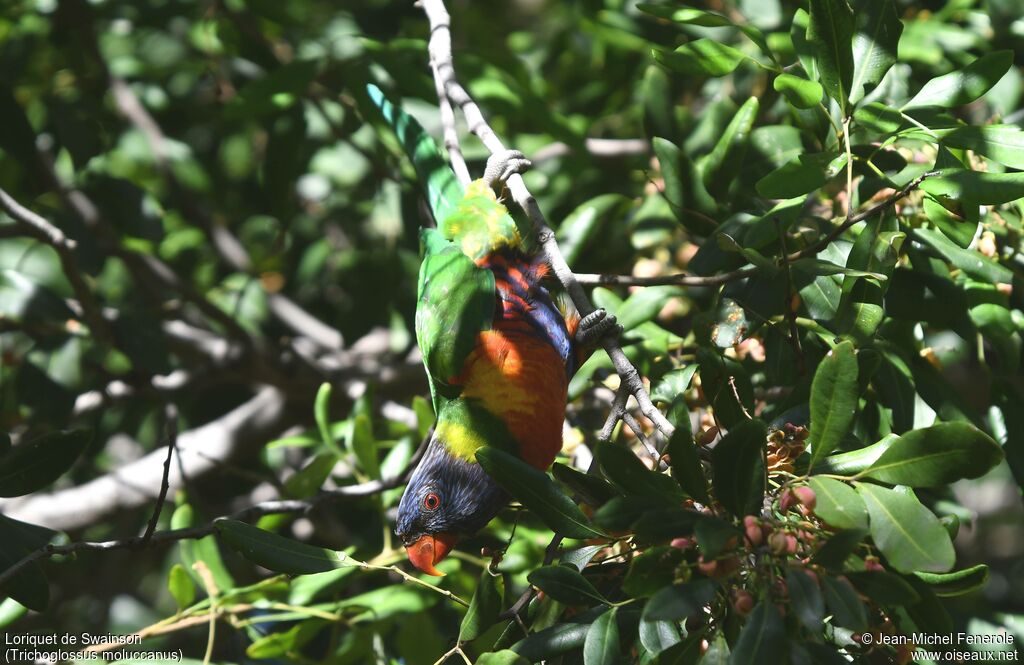 Rainbow Lorikeet