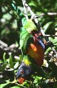 Rainbow Lorikeet