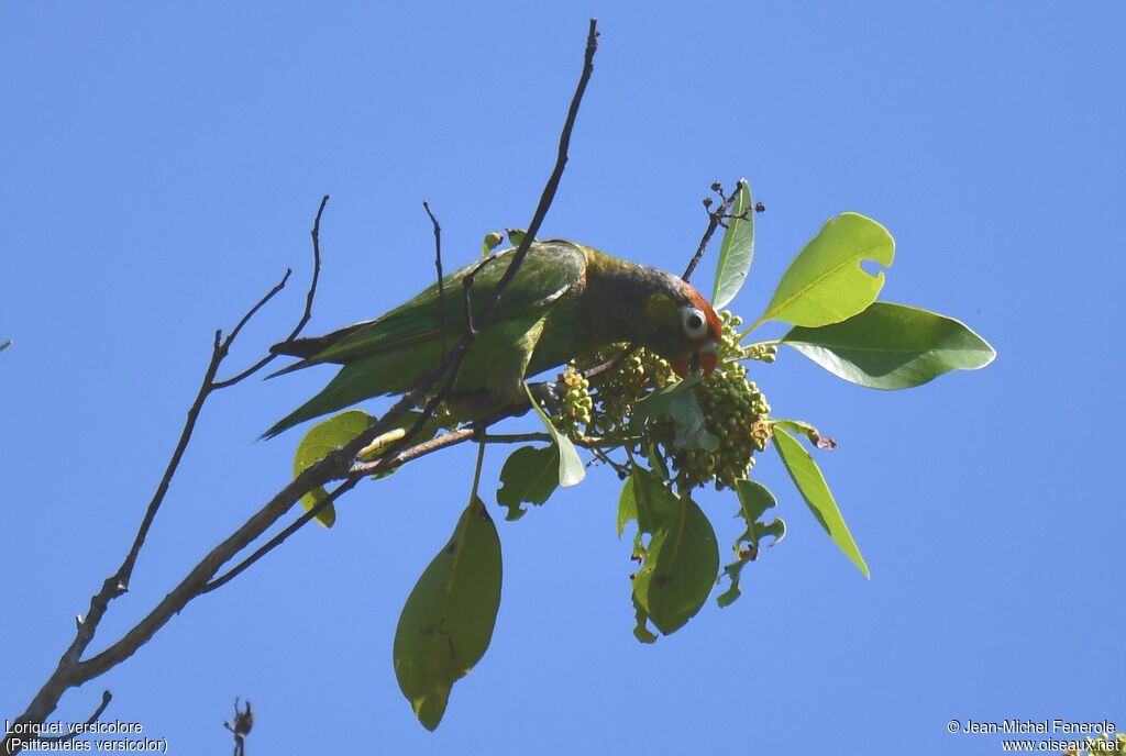 Varied Lorikeet