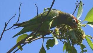 Varied Lorikeet