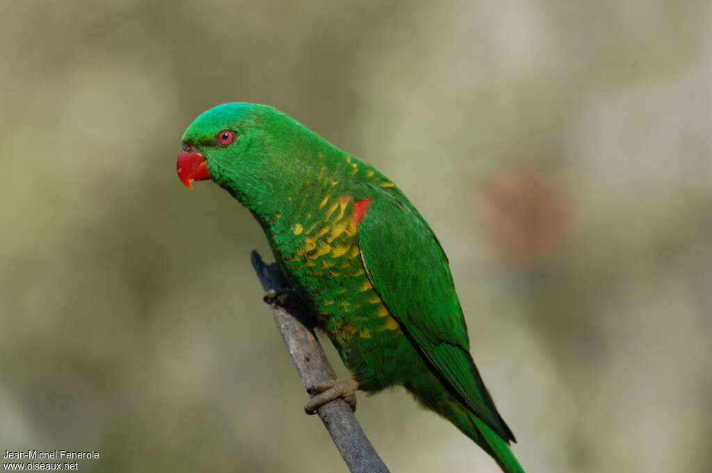 Scaly-breasted Lorikeetadult