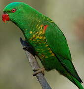 Scaly-breasted Lorikeet