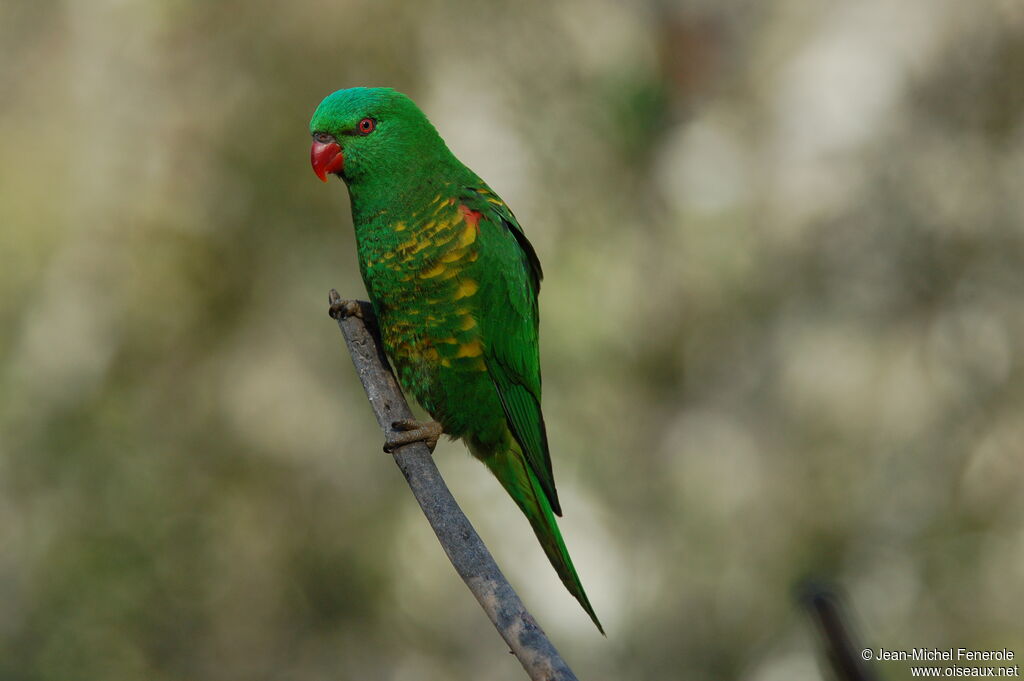 Scaly-breasted Lorikeet