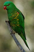 Scaly-breasted Lorikeet