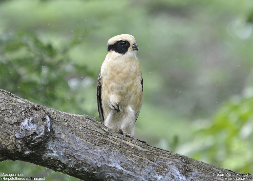 Laughing Falcon