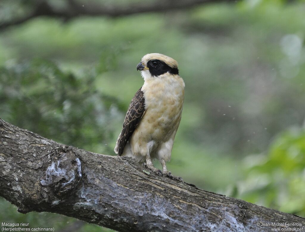 Laughing Falcon