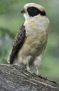 Laughing Falcon