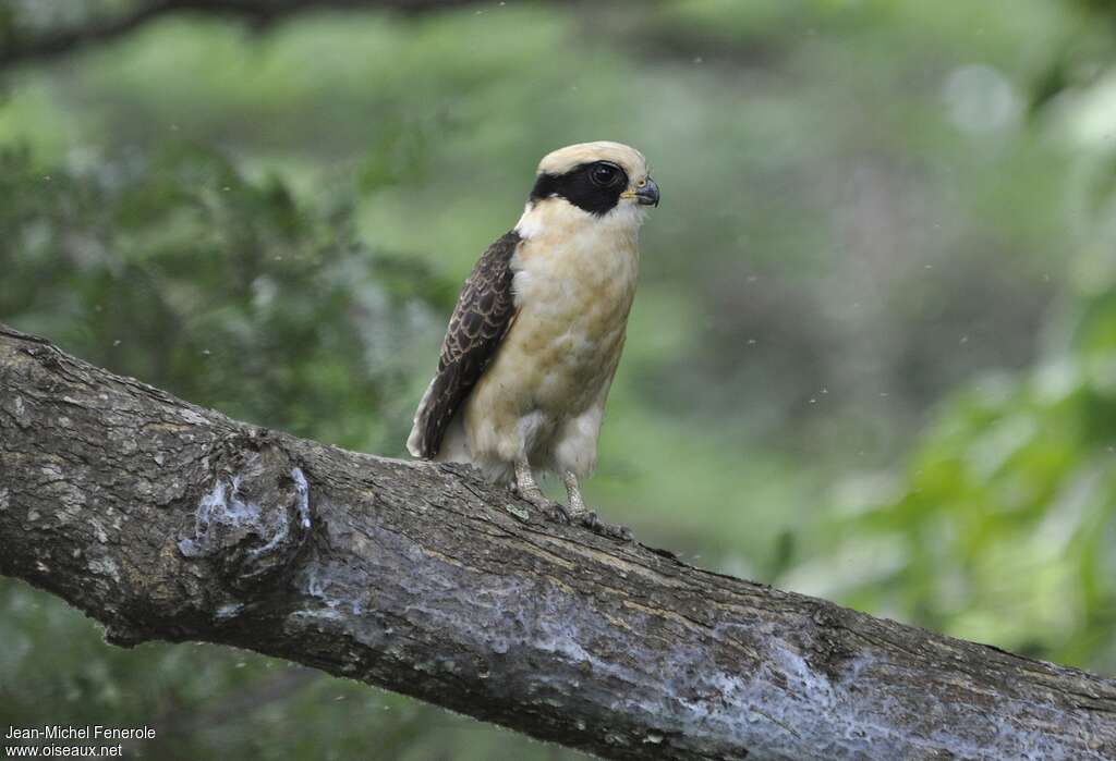 Macagua rieurimmature, identification